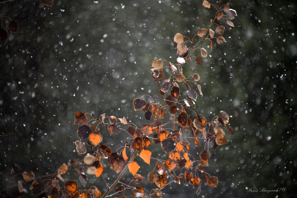 Winter/Autumn Play